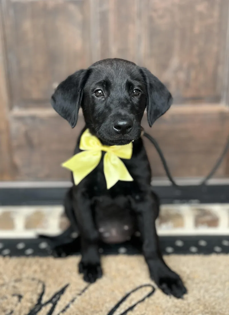 Audrey