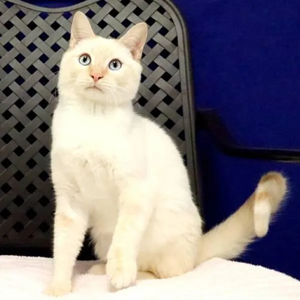 A young medium-sized male Siamese cat named Leonard for adoption in Midland, TX