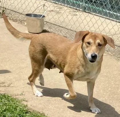 An adult medium-sized female Brown / Chocolate Shepherd dog named Maaw for adoption in Glasgow, KY