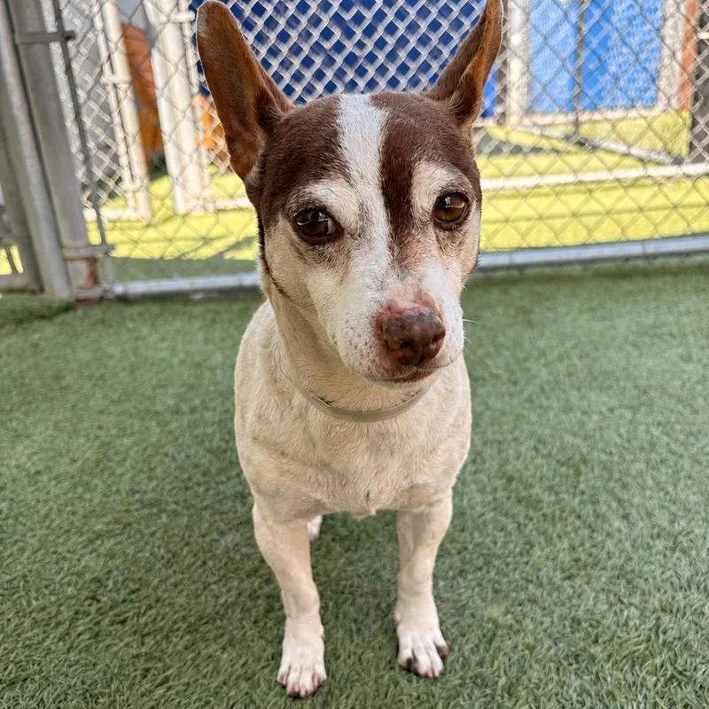 An adult small-sized female White / Cream Chihuahua dog named Dalia for adoption in Hawthorne, CA
