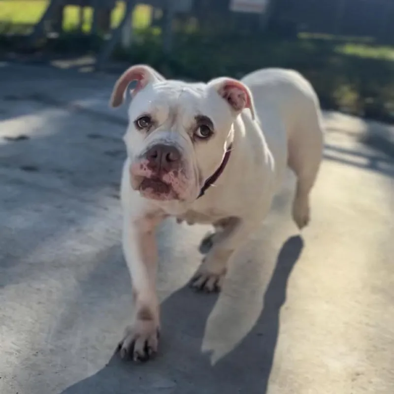 An adult medium-sized female White / Cream English Bulldog dog named Carnita for adoption in Hinesville, GA