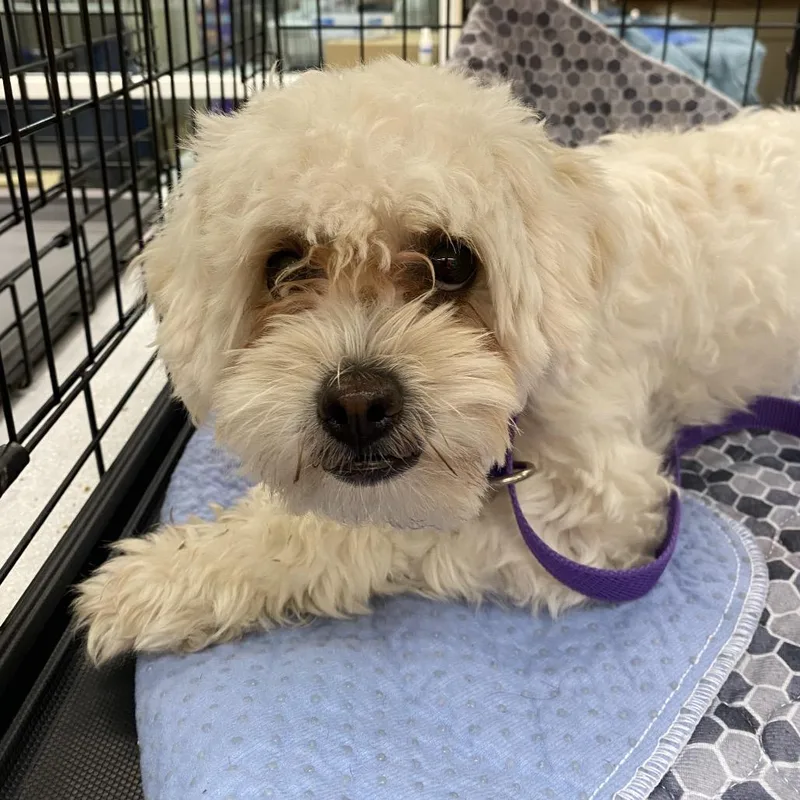 A young small-sized female White / Cream Poodle dog named WAGSStray for adoption in Westminster, CA
