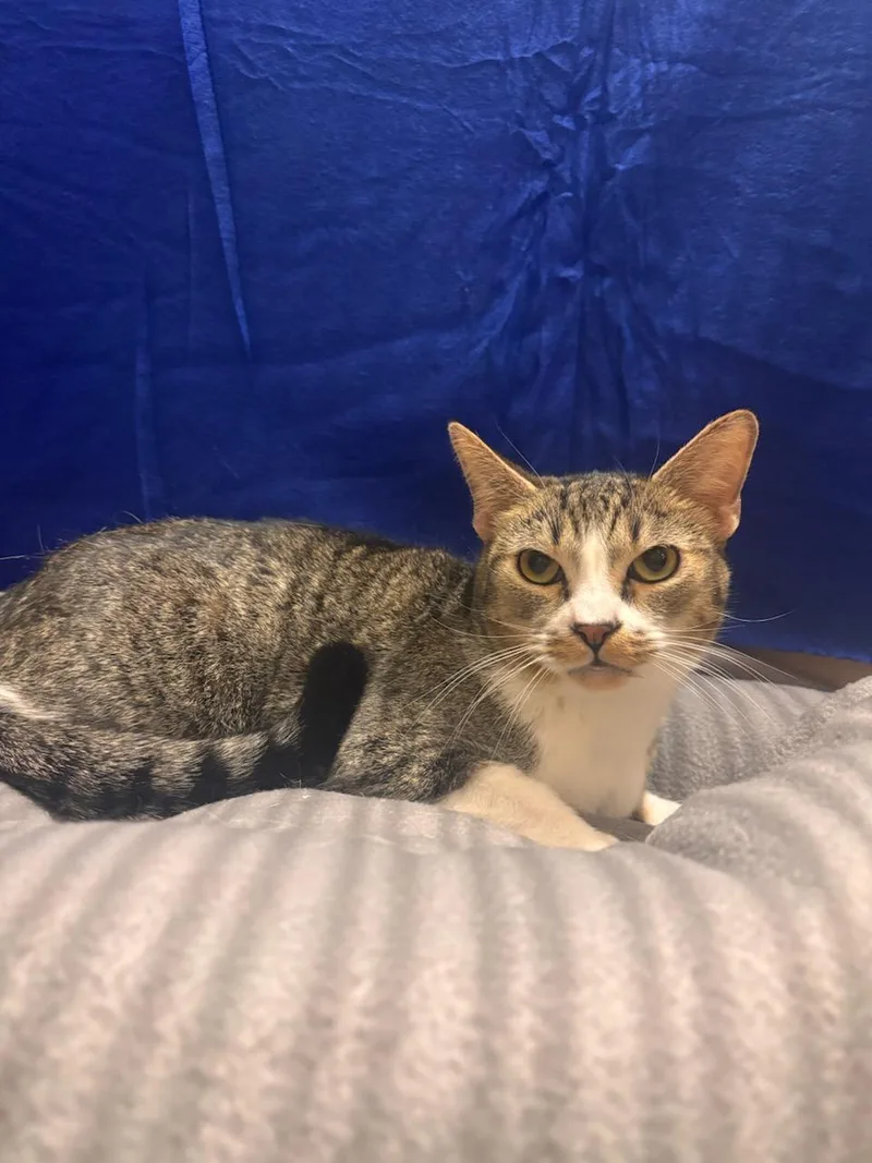 A young small-sized male Tabby (Gray / Blue / Silver) Domestic Short Hair cat named Sammy for adoption in Gilbert, AZ