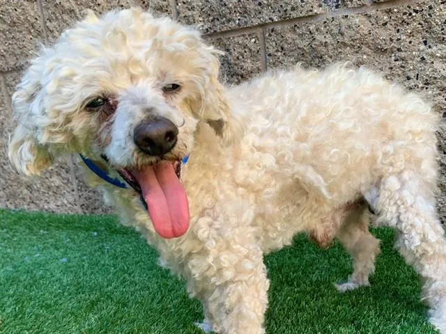 An adult medium-sized male Poodle dog named Max for adoption in Moreno Valley, CA