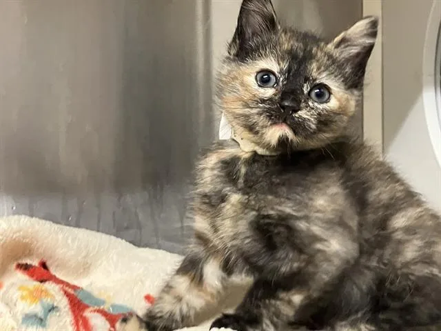 A baby small-sized female Domestic Short Hair cat named Jade for adoption in Tustin, CA