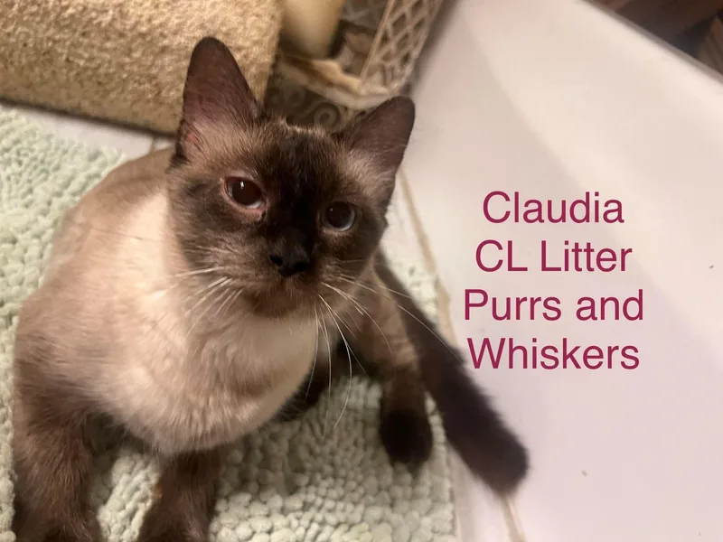 A young medium-sized female Domestic Short Hair cat named Claudia for adoption in New Hartford, NY