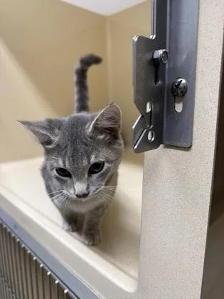 A baby small-sized male Domestic Short Hair cat named Benjamin for adoption in Pequot Lakes, MN