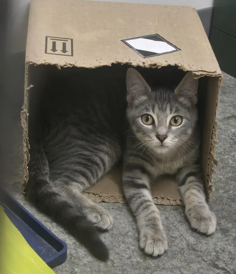 A young medium-sized male Tabby (Gray / Blue / Silver) Domestic Short Hair cat named Max for adoption in Tyner, KY