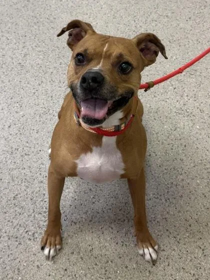 An adult medium-sized male Boxer dog named Moose for adoption in Fishers, IN