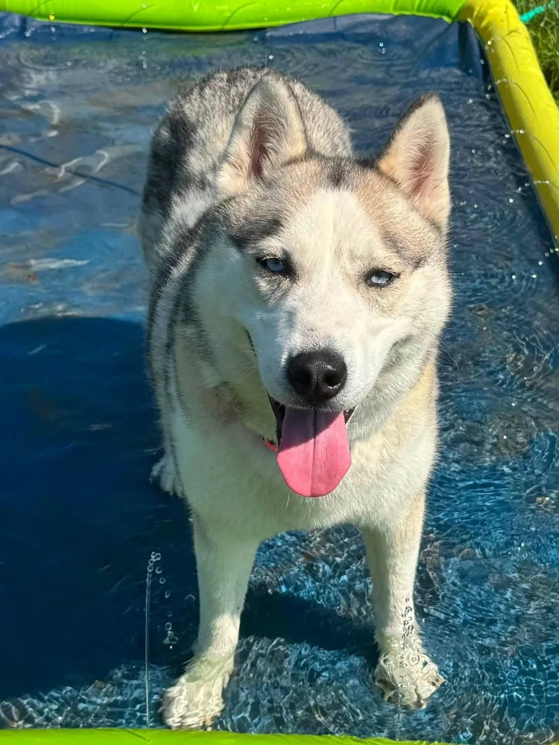 An adult medium-sized female Gray / Blue / Silver Husky dog named Koda for adoption in Shelby, MI