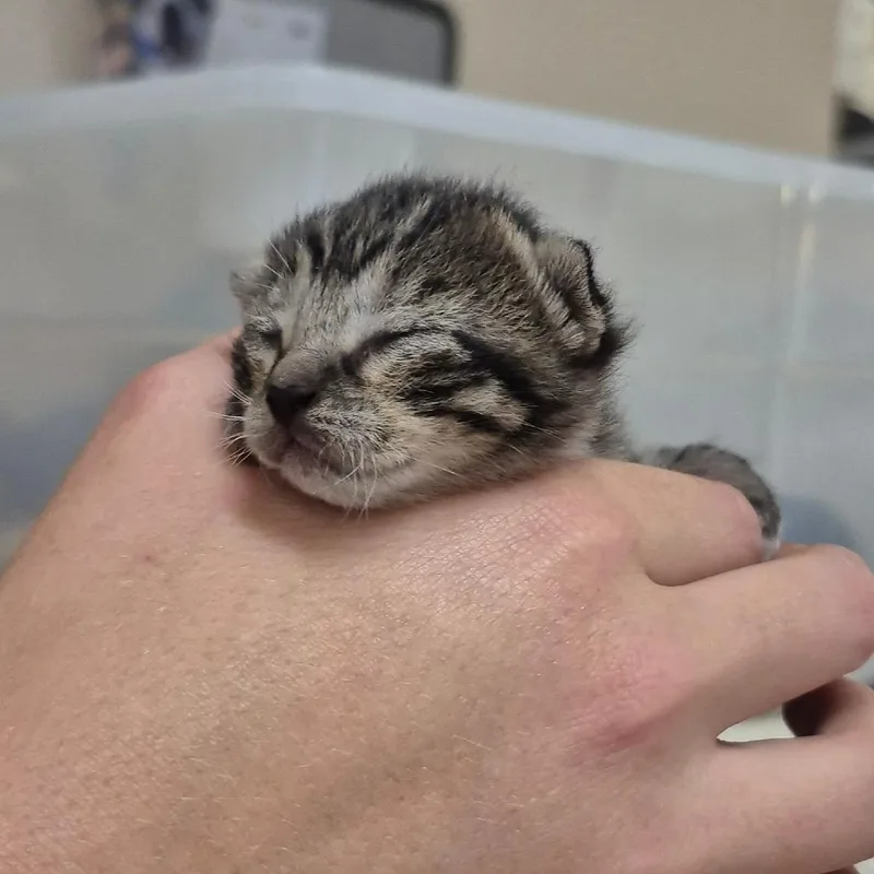 A baby small-sized female Black American Shorthair cat named Maxine for adoption in Lake Panasoffkee, FL