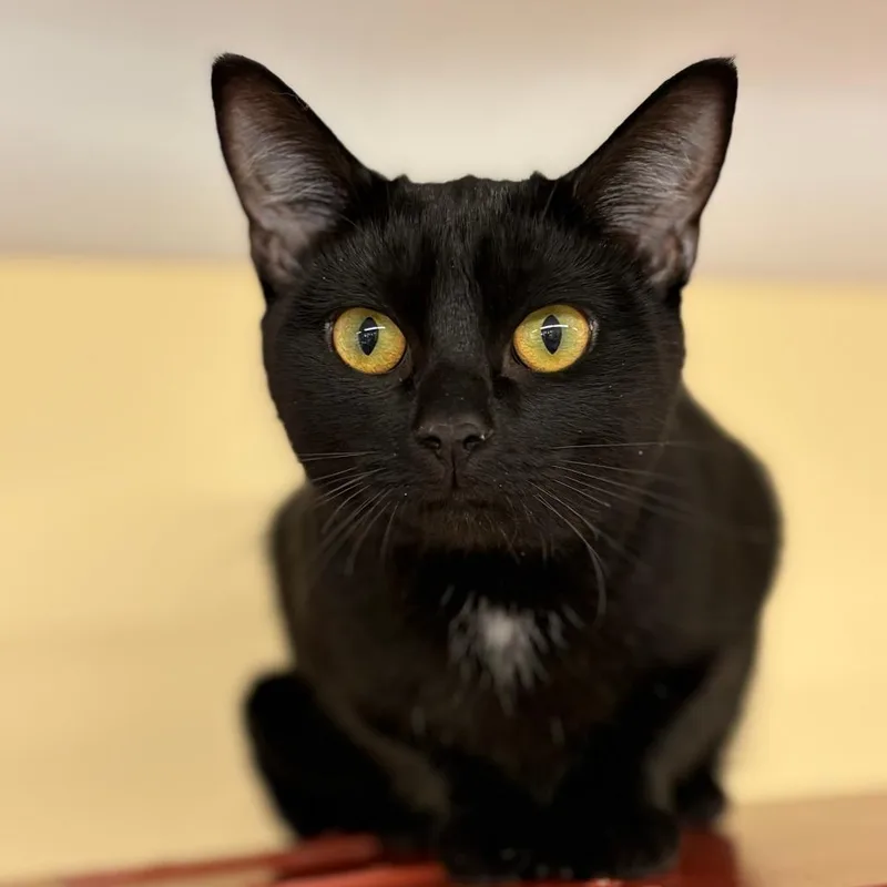 A young medium-sized female Black Bombay cat named Whimsy for adoption in Bedford, NH