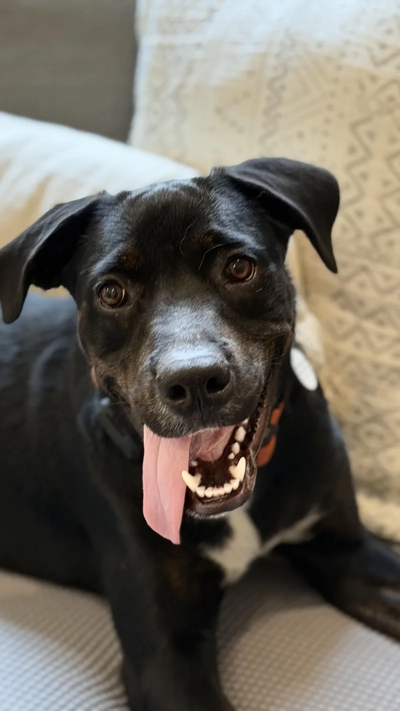 A young medium-sized male Rottweiler dog named Docile Desi for adoption in Lake Forest, IL