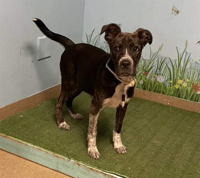 A baby small-sized male German Shepherd Dog dog named Cube for adoption in Castaic, CA