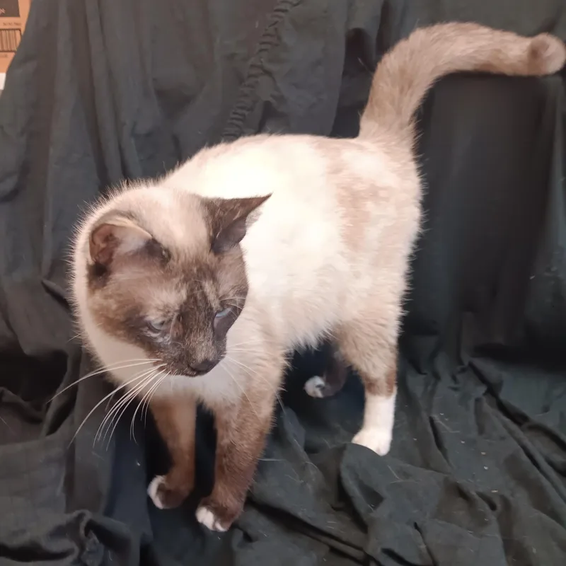 An adult medium-sized female Seal Point Siamese cat named Aubrey for adoption in North East, MD