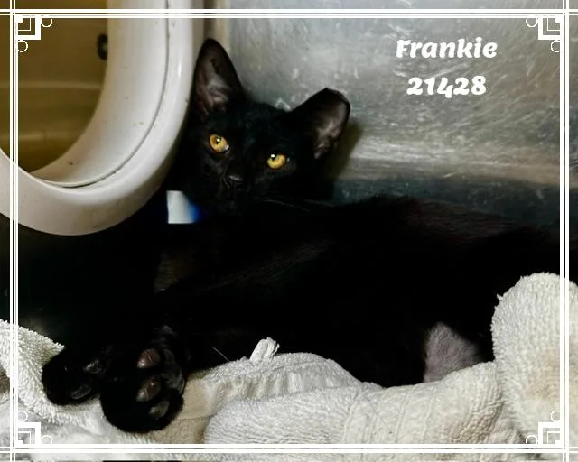 FRANKIE see also GIZMO