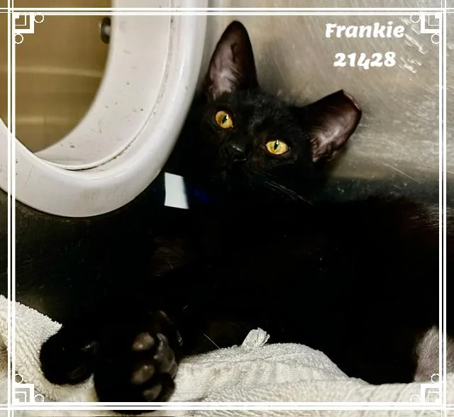FRANKIE see also GIZMO thumbnail 2