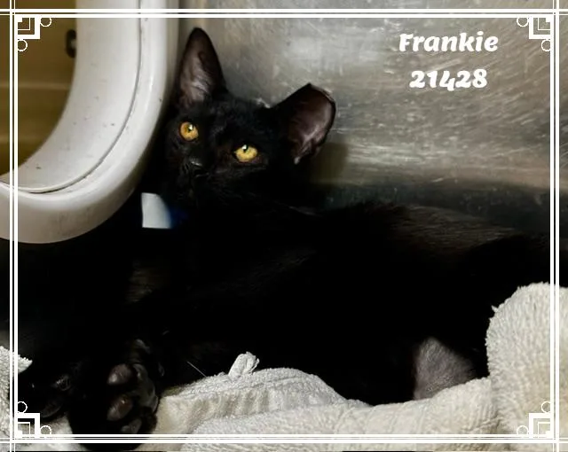 FRANKIE see also GIZMO thumbnail 3