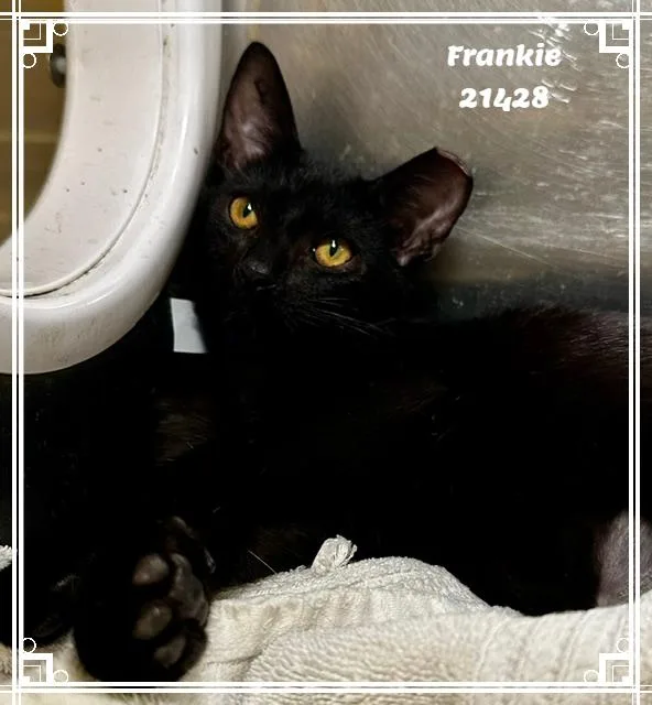 FRANKIE see also GIZMO thumbnail 5