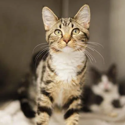A baby small-sized female Brown / Chocolate Domestic Short Hair cat named Flip for adoption in Atlanta, GA