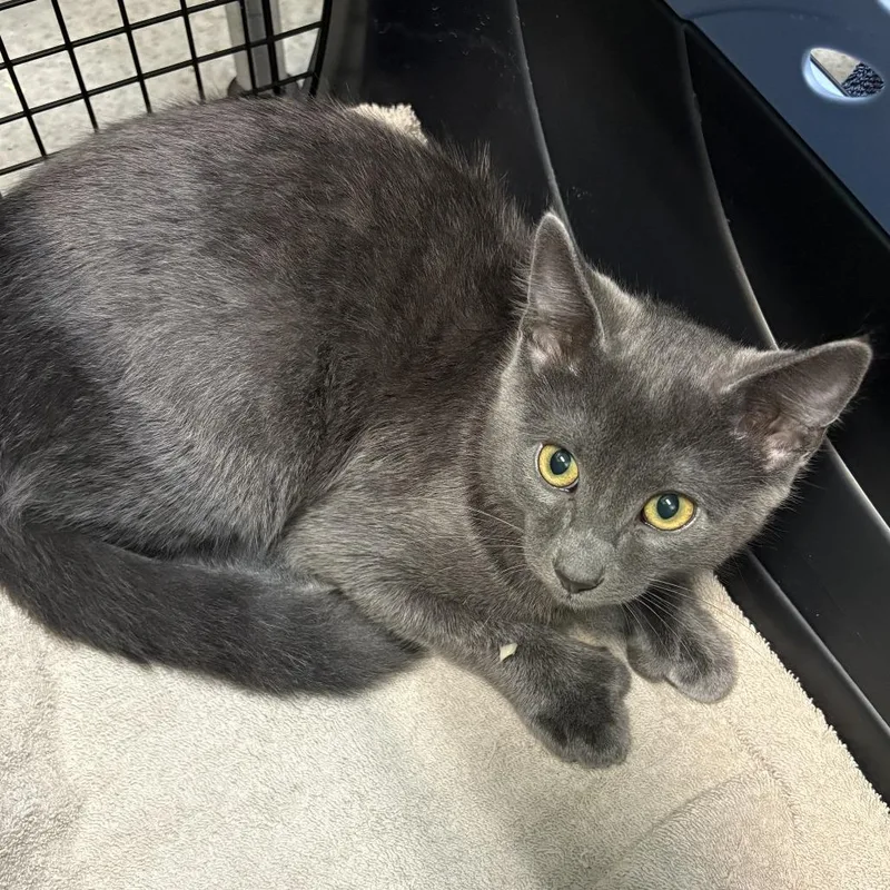 A baby medium-sized male Domestic Short Hair cat named Leo for adoption in Tacoma, WA
