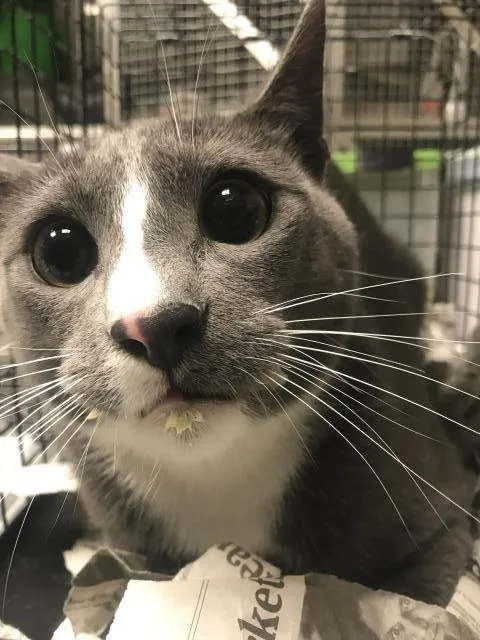 A young medium-sized male Domestic Short Hair cat named Judah for adoption in Conroe, TX