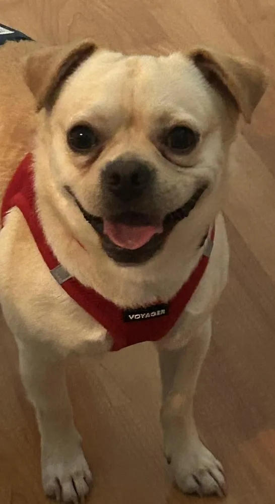 A young small-sized male Brown / Chocolate Pug dog named Ralphie for adoption in Youngsville, NC