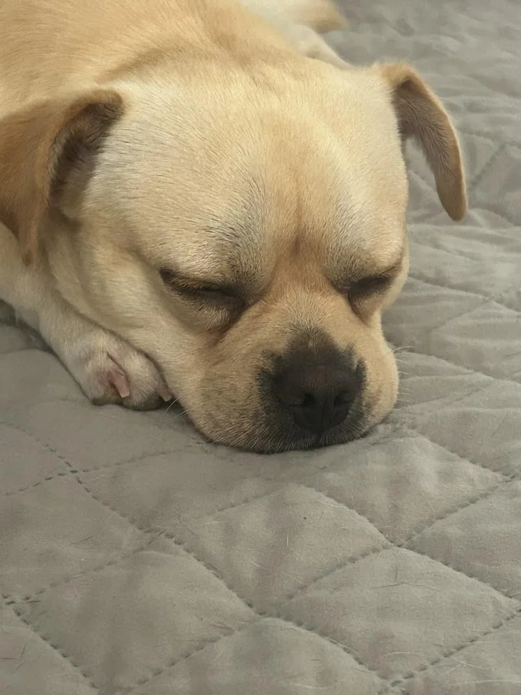 Ralphie thumbnail 2