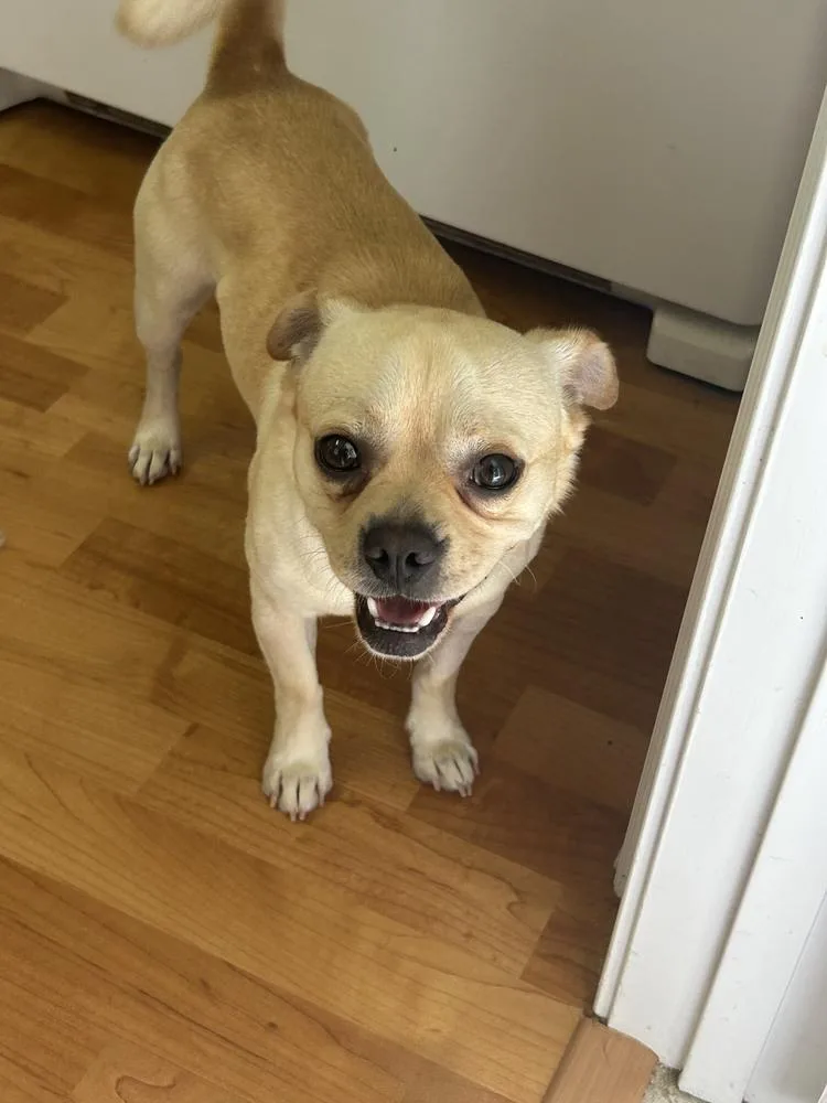 Ralphie thumbnail 3