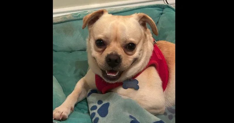Ralphie thumbnail 4