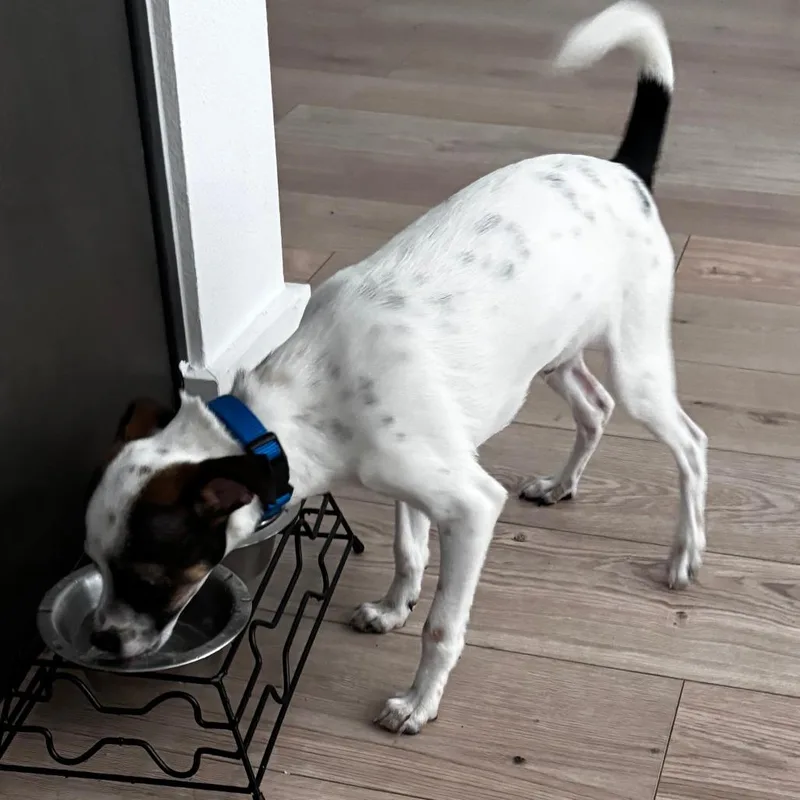A baby small-sized male Chihuahua dog named Pickled Carrot for adoption in Austin, TX