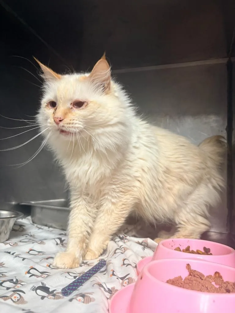 An adult small-sized female Domestic Long Hair cat named Willow for adoption in Albany, GA