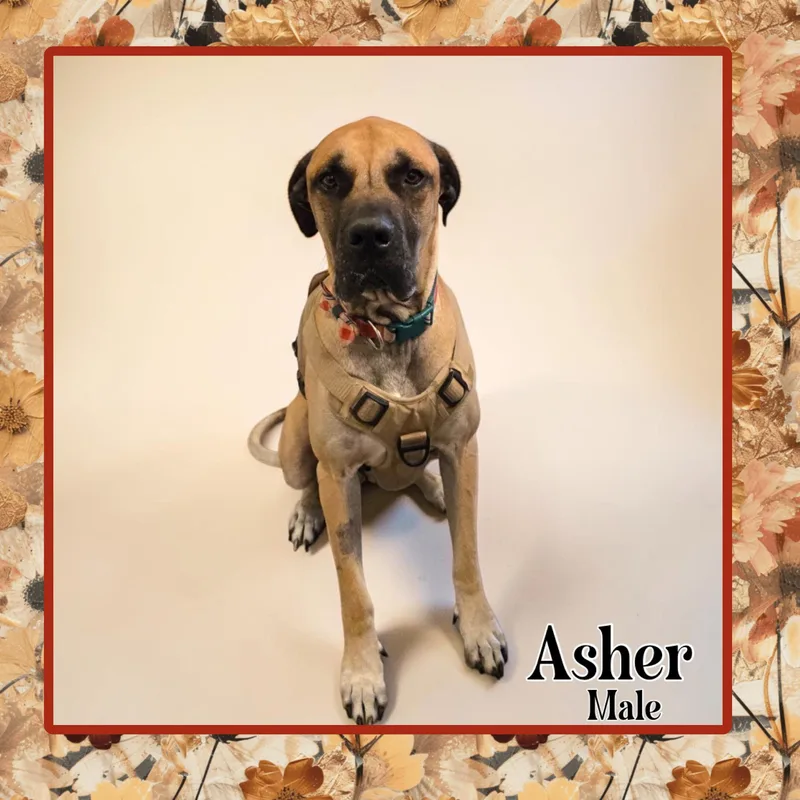 An adult extra large-sized male Great Dane dog named Asher for adoption in Glendale, AZ