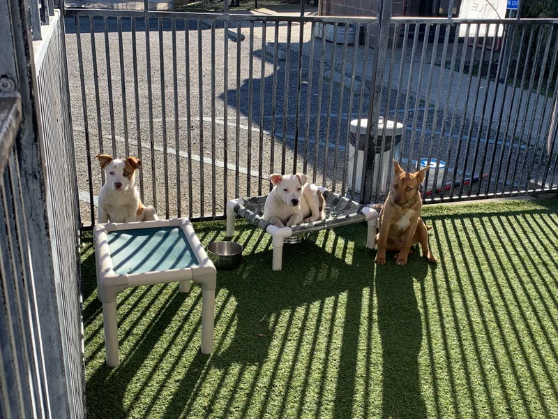 Cranberry thumbnail 2