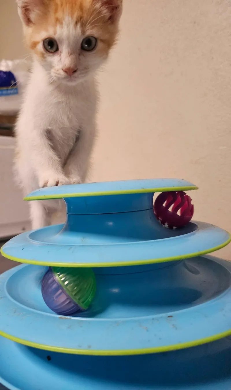 A baby medium-sized male Orange & White Domestic Short Hair cat named Popcorn for adoption in San Antonio, TX