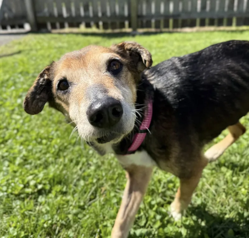 A senior medium-sized female Black Rat Terrier dog named Nora for adoption in Springfield, MO