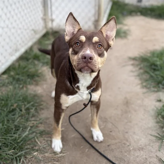 Coppertone