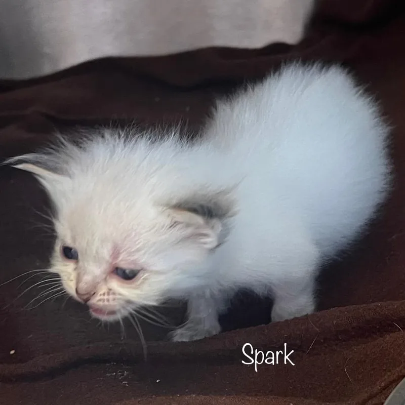A baby small-sized male White Domestic Short Hair cat named Spark for adoption in Madisonville, TN
