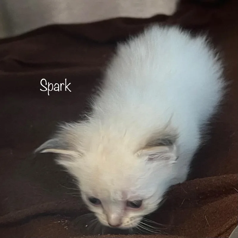 Spark thumbnail 3