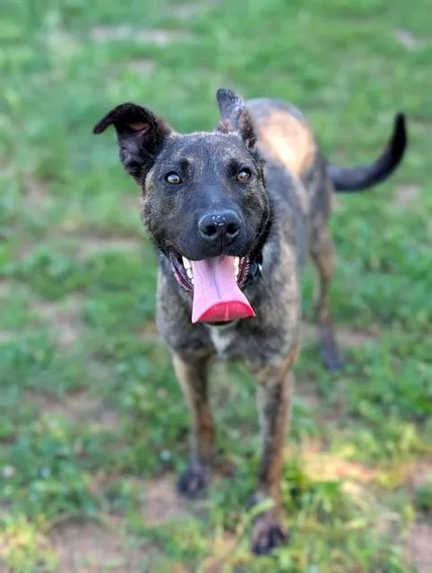 A young medium-sized female German Shepherd Dog dog named Zuri for adoption in Sacramento, CA