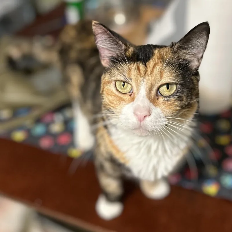 An adult medium-sized female Domestic Short Hair cat named Doodle for adoption in Bountiful, UT