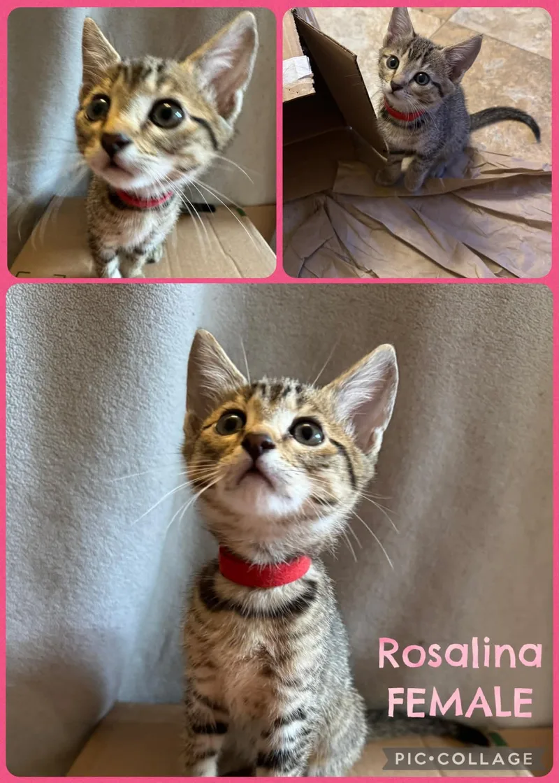 Rosalind