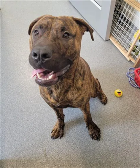 A young medium-sized male Pit Bull Terrier dog named Bruno for adoption in Toledo, OH