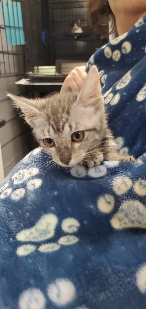 A baby medium-sized female Domestic Short Hair cat named Fishsticks for adoption in Denham Springs, LA