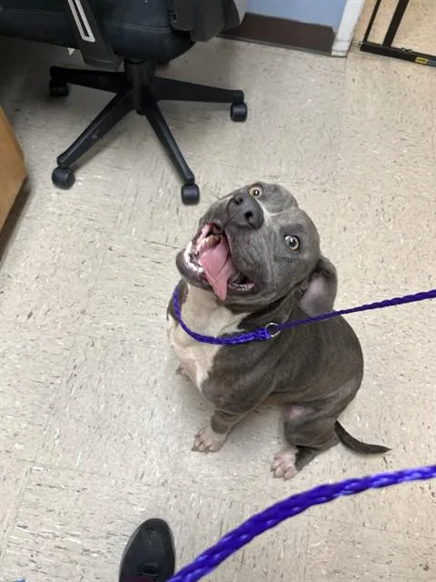 A young large-sized female Pit Bull Terrier dog named Kimchi for adoption in Killeen, TX