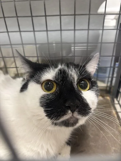 An adult medium-sized female Domestic Short Hair cat named Crescent for adoption in Las Vegas, NV