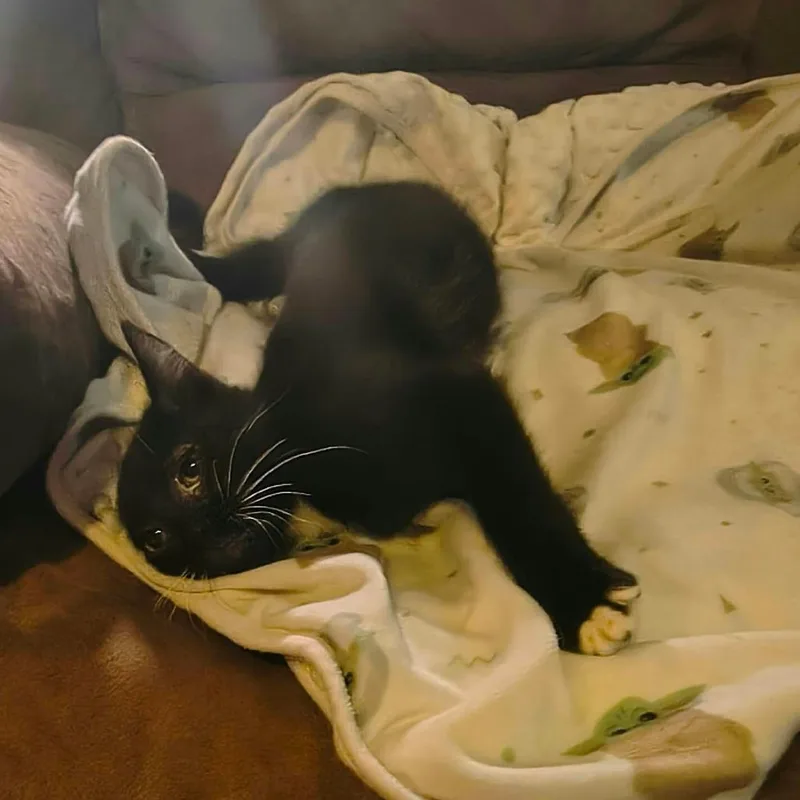A baby small-sized male Black Domestic Short Hair cat named Aurora for adoption in Pittsburg, KS