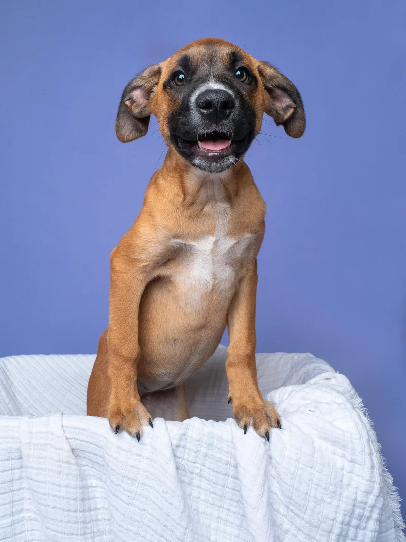 Fair: Funnel Cake thumbnail 2