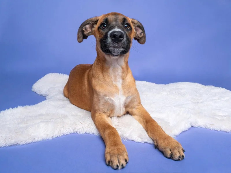 Fair: Funnel Cake thumbnail 3