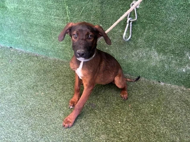 A baby small-sized female German Shepherd Dog dog named Jiffy for adoption in Lancaster, CA
